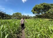 Polsek Bonai Darussalam Cek Pertumbuhan Jagung di Desa Kasang Mungkal untuk Dukung Ketahanan Pangan Nasional