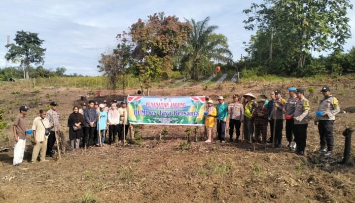 Polsek Rambah Dorong Ketahanan Pangan Berkelanjutan Melalui Penanaman Jagung Hibrida di Desa Koto Tinggi