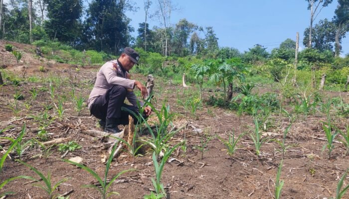 Kawal Pertanian dari Desa Cipang Kiri Hilir, Polsek Rokan IV Koto Perkuat Fondasi Ketahanan Pangan Nasional