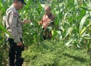 Polsek Tambusai Utara Hadir Bersama Petani, Wujudkan Ketahanan Pangan yang Kuat dan Berkelanjutan