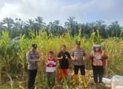 Kawal Panen hingga Penjualan, Polsek Rambah Hilir Pastikan Hasil Jagung Petani Terserap Optimal