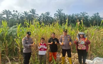 Kawal Panen hingga Penjualan, Polsek Rambah Hilir Pastikan Hasil Jagung Petani Terserap Optimal