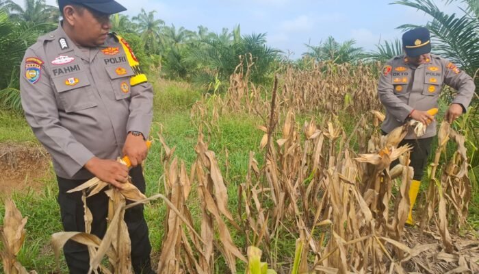 Polsek Rambah Hilir Dorong Hilirisasi Pertanian Jagung Desa Pasir Utama untuk Perkuat Swasembada Pangan Nasional