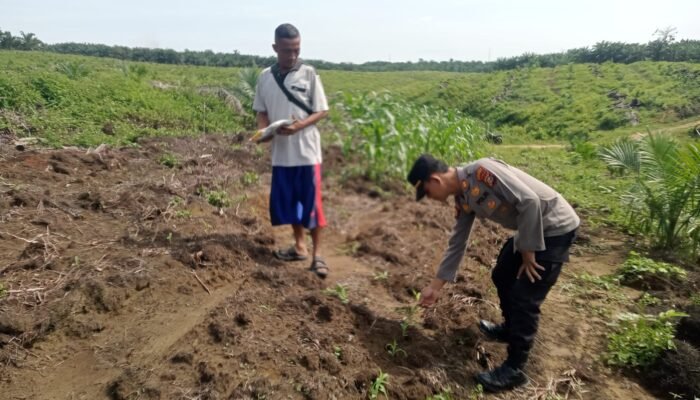 Swasembada Pangan Untuk Pertanian Berkelanjutan Di Kabun