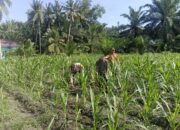 Polsek Kunto Darussalam Perkuat Swasembada Pangan Nasional Melalui Inovasi Pendampingan Pertanian Berkelanjutan di Desa Pasir Luhur