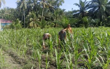 Polsek Kunto Darussalam Perkuat Swasembada Pangan Nasional Melalui Inovasi Pendampingan Pertanian Berkelanjutan di Desa Pasir Luhur