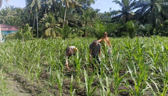 Polsek Kunto Darussalam Perkuat Swasembada Pangan Nasional Melalui Inovasi Pendampingan Pertanian Berkelanjutan di Desa Pasir Luhur