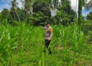 Dorong Ketahanan Pangan Nasional, Polsek Rokan IV Koto Perkuat Inovasi Budidaya Jagung Hibrida di Desa Koto Ruang