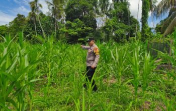 Dorong Ketahanan Pangan Nasional, Polsek Rokan IV Koto Perkuat Inovasi Budidaya Jagung Hibrida di Desa Koto Ruang