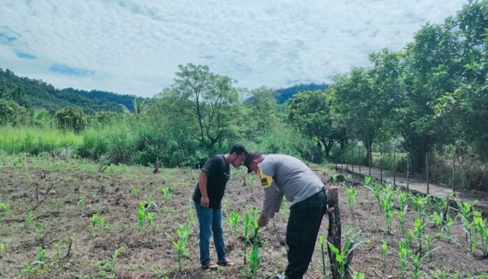 Polsek Rokan IV Koto Dukung Ketahanan Pangan Nasional Melalui Penguatan Pertanian Modern dan Smart Farming