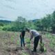 Polsek Rokan IV Koto Dukung Ketahanan Pangan Nasional Melalui Penguatan Pertanian Modern dan Smart Farming