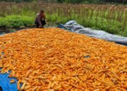 Dukung Swasembada Pangan, Bhabinkamtibmas Bonai Darussalam Pantau Pengeringan Jagung Hasil Panen Raya di Rawa Makmur*