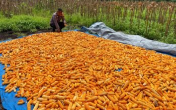 Dukung Swasembada Pangan, Bhabinkamtibmas Bonai Darussalam Pantau Pengeringan Jagung Hasil Panen Raya di Rawa Makmur*