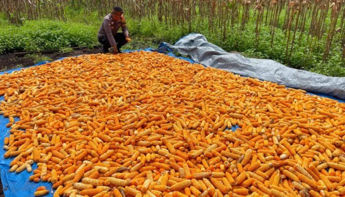 Dukung Swasembada Pangan, Bhabinkamtibmas Bonai Darussalam Pantau Pengeringan Jagung Hasil Panen Raya di Rawa Makmur*