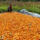 Dukung Swasembada Pangan, Bhabinkamtibmas Bonai Darussalam Pantau Pengeringan Jagung Hasil Panen Raya di Rawa Makmur*