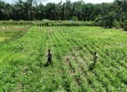 Polsek Rokan IV Koto Kawal Budidaya Jagung Berkelanjutan di Desa Lubuk Bendahara Timur, Perkuat Swasembada Pangan Nasional”