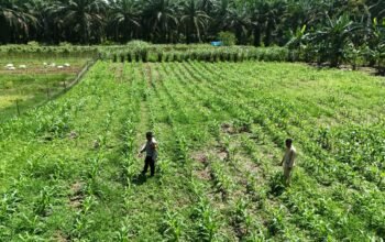 Polsek Rokan IV Koto Kawal Budidaya Jagung Berkelanjutan di Desa Lubuk Bendahara Timur, Perkuat Swasembada Pangan Nasional”