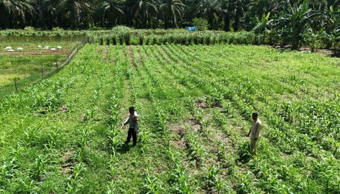Polsek Rokan IV Koto Kawal Budidaya Jagung Berkelanjutan di Desa Lubuk Bendahara Timur, Perkuat Swasembada Pangan Nasional”