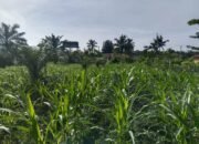 Cegah Gagal Panen, Polsek Kunto Darussalam Kawal Pertumbuhan Jagung Program Ketahanan Pangan Nasional di Desa Pasir Luhur