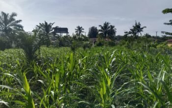 Cegah Gagal Panen, Polsek Kunto Darussalam Kawal Pertumbuhan Jagung Program Ketahanan Pangan Nasional di Desa Pasir Luhur
