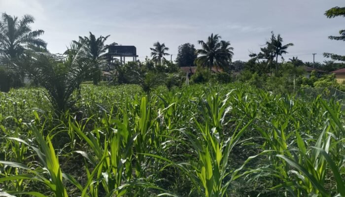 Cegah Gagal Panen, Polsek Kunto Darussalam Kawal Pertumbuhan Jagung Program Ketahanan Pangan Nasional di Desa Pasir Luhur