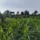 Cegah Gagal Panen, Polsek Kunto Darussalam Kawal Pertumbuhan Jagung Program Ketahanan Pangan Nasional di Desa Pasir Luhur