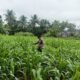 Cegah Gagal Panen, Polsek Rambah Hilir Intensifkan Monitoring Tanaman Jagung untuk Perkuat Ketahanan Pangan Nasional di Desa Sejati