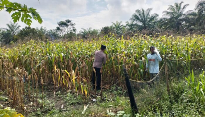 Polsek Tambusai Utara Intensifkan Monitoring Jagung Desa Mekar Jaya untuk Wujudkan Swasembada Pangan Nasional