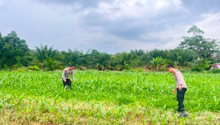 Dukung Program Presiden RI, Polres Rohul Cek Perkembangan Jagung di Lahan Ketahanan Pangan Seluas 6 Hektare