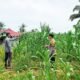 Ketahanan Pangan Nasional, Polsek Tandun Monitoring Pertumbuhan Jagung di Tapung Jaya