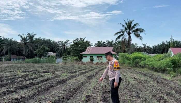 Bhabinkamtibmas Polsek Kepenuhan Monitoring Pertumbuhan Jagung Hibrida, Wujud Nyata Dukungan Polri terhadap Ketahanan Pangan