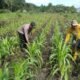 Polsek Tambusai Utara Dampingi Pemupukan Jagung di Desa Pagar Mayang, Perkuat Program Ketahanan Pangan Nasional
