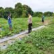 Sinergi Polri dan Petani, Polres Dumai Monitoring Pekarangan Pangan Bergizi di Dumai Barat