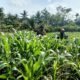Polsek Rokan IV Koto Kawal Pengembangan Jagung di Desa Suligi untuk Mendukung Swasembada Pangan Nasional Karena langsung menyebut