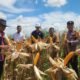Jagung Tumpang Sari di Desa Batulangkah Besar Siap Panen, Polsek Kabun Perkuat Swasembada Pangan Nasional