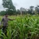Polsek Rambah Hilir Pantau Jagung Hibrida di Desa Sejati, Dorong Peningkatan Hasil Panen Petani untuk Wujudkan Ketahanan Pangan Nasional