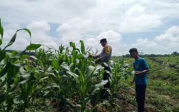 Polsek Kabun Kawal Pengembangan Jagung Tumpang Sari Desa Kabun, Optimalkan Benih Unggul untuk Hasilkan Panen Berkualitas