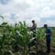 Polsek Kabun Kawal Pengembangan Jagung Tumpang Sari Desa Kabun, Optimalkan Benih Unggul untuk Hasilkan Panen Berkualitas