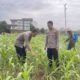 Pastikan Hasil Panen Optimal, Bag SDM Polres Rokan Hulu Cek Tanaman Jagung di Lahan Pemda Seluas 6 Hektare