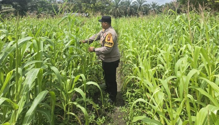 Dukung Program Ketahanan Pangan Nasional, Bhabinkamtibmas Desa Kasang Mungkal Perkuat Pendampingan Petani