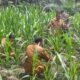Polsek Kunto Darussalam Optimalkan Unsur Hara Jagung Hibrida di Desa Pasir Luhur, Perkuat Swasembada Pangan
