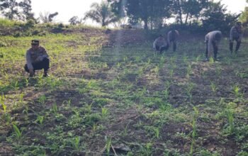 Polsek Rambah Kawal Budidaya Jagung Ramah Lingkungan di Desa Koto Tinggi untuk Perkuat Ketahanan Pangan Nasional