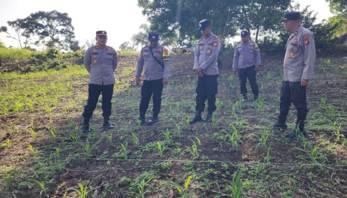 Polsek Rambah Kawal Budidaya Jagung Berbasis Konservasi Tanah dan Air, Perkuat Ketahanan Pangan Nasional Berkelanjutan