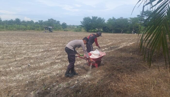 Polsek Tambusai Utara Dampingi Budidaya Jagung Monokultur, Perkuat Ketahanan Pangan Nasional dari Desa Suka Damai