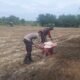 Polsek Tambusai Utara Dampingi Budidaya Jagung Monokultur, Perkuat Ketahanan Pangan Nasional dari Desa Suka Damai