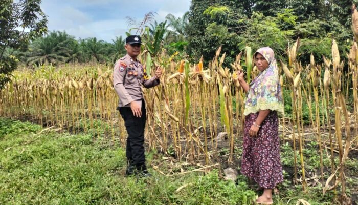 Polsek Tambusai Utara Dampingi Budidaya Jagung, Polri Perkuat Ketahanan Pangan Nasional Lewat Pertanian Modern dan Smart Farming di Desa Mekar Jaya