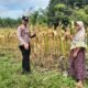 Polsek Tambusai Utara Dampingi Budidaya Jagung, Polri Perkuat Ketahanan Pangan Nasional Lewat Pertanian Modern dan Smart Farming di Desa Mekar Jaya