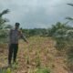 Dukung Swasembada Pangan, Bhabinkamtibmas Polsek Kepenuhan Intensif Dampingi Petani Jagung
