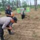 Polsek Kunto Darussalam Perkuat Ketahanan Pangan Nasional lewat Penanaman Jagung Kuartal II di Desa Kota Intan