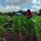 Polsek Tambusai Utara Dampingi Petani di Mekar Jaya, Jaga Produktivitas Jagung demi Wujudkan Swasembada Pangan Nasional